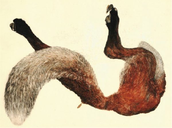 fox